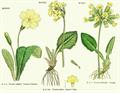 common primrose 